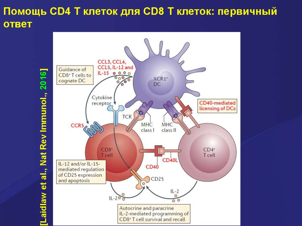 Cd т лимфоцитов. Cd4 cd8 клетки. Cd8 т лимфоциты. Cd4 и cd8 лимфоциты. Cd4+ клетки.