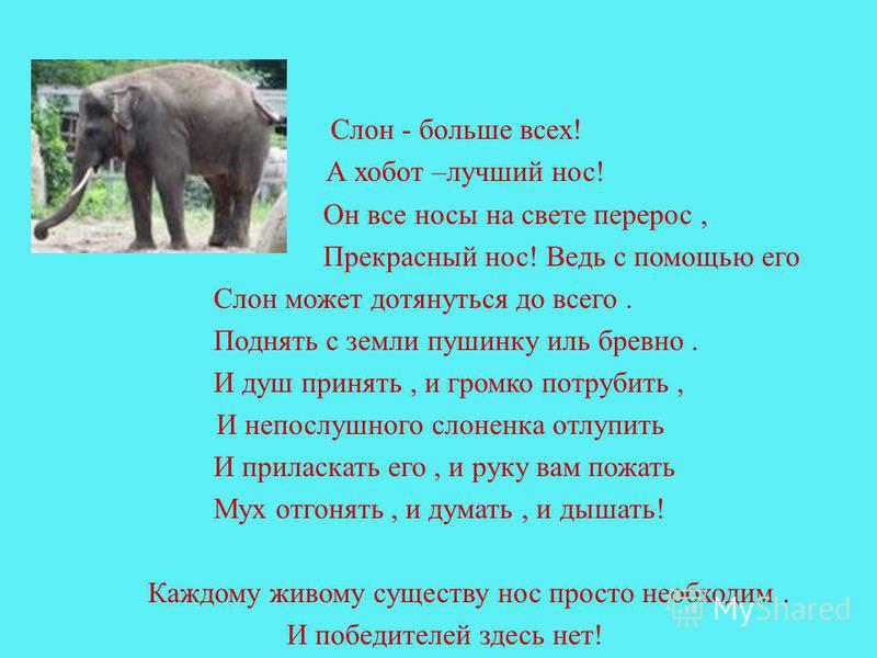 Словно слон текст. Стих про слона. Стихи о слонах. Стихи про слонов. Веселое стихотворение про слона.