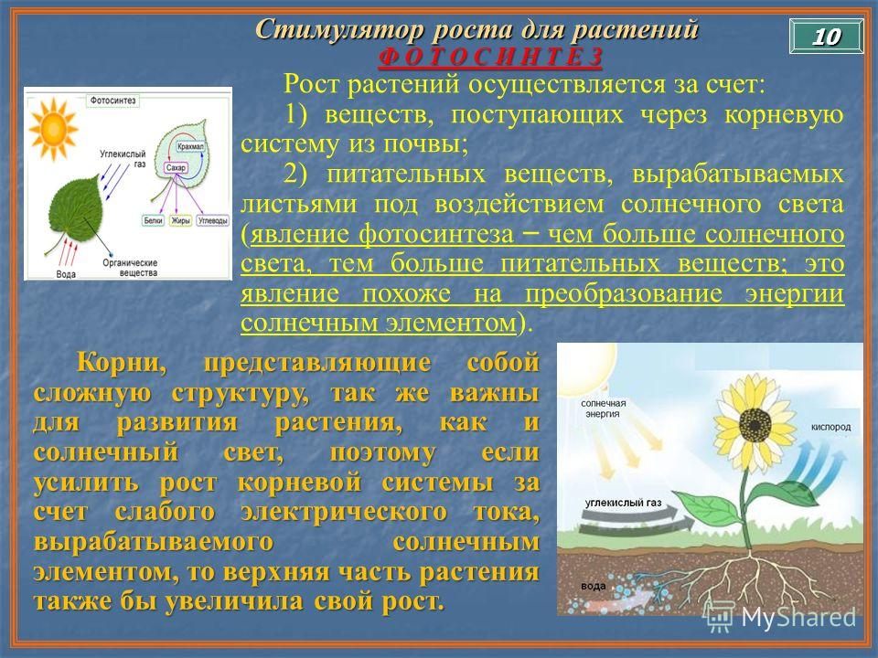 Окружающий мир 3 класс тест солнце растения