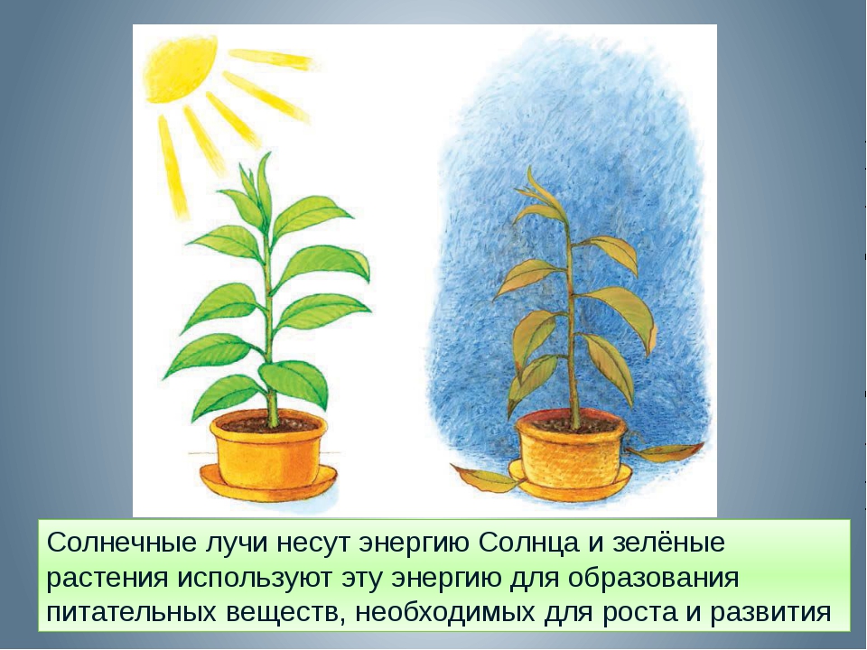 Теплая небесная вода для растений тоже. Влияние света на растения. Солнечный свет нв растение. Солнечный свет для растений. Растения на свету солнца.