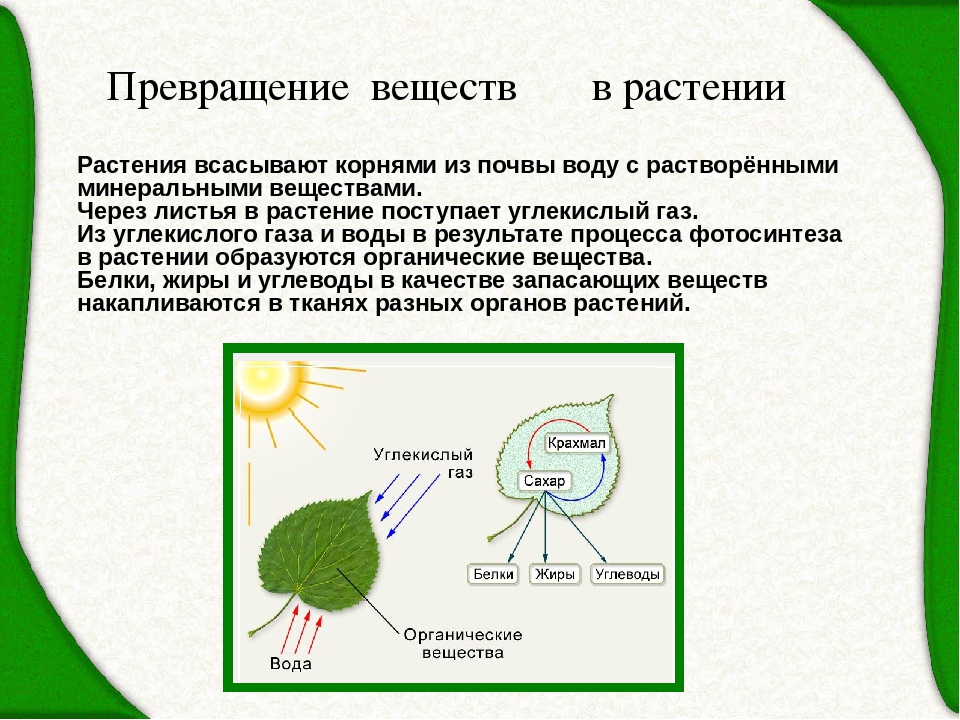 Происходит в корнях растения фотосинтез. Что поглощают растения в процессе фотосинтеза?. Обмен веществ у растений. Процесс питания растений. Растение всасывает воду.