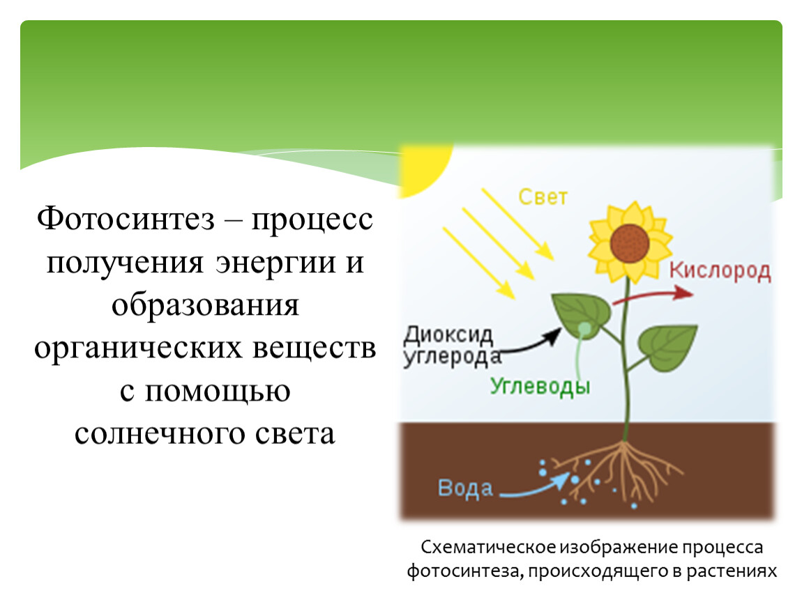Какой ботаник изучает фотосинтез. Фотосинтез Солнечный свет. Фотосинтез 3 класс. Схема процесса фотосинтеза. Образование органических веществ в листьях растений.