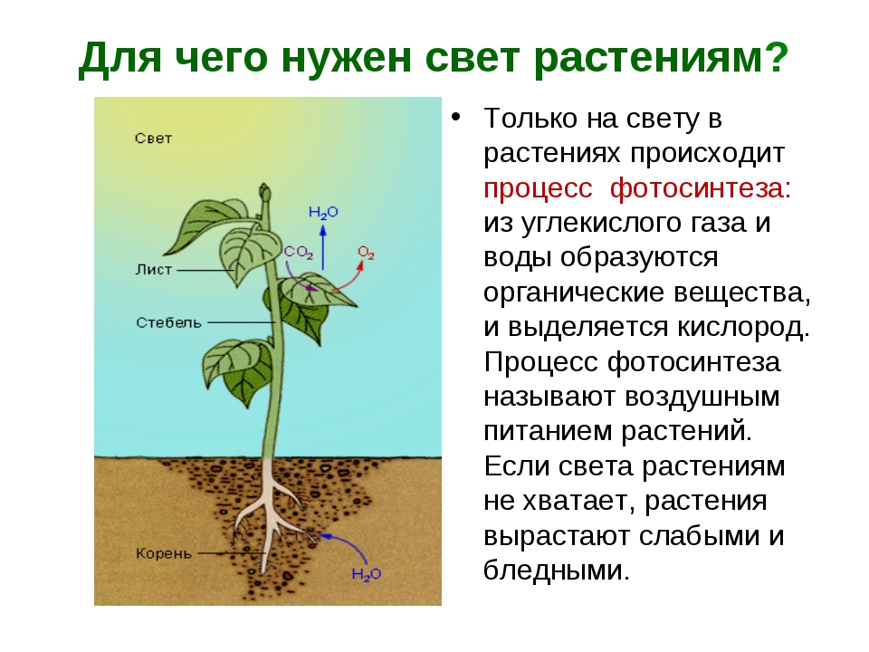 Каждому растению необходима. Роль света в жизни растений. Для чего нужен свет растениям. Условия роста и развития растений. Условия для растений.
