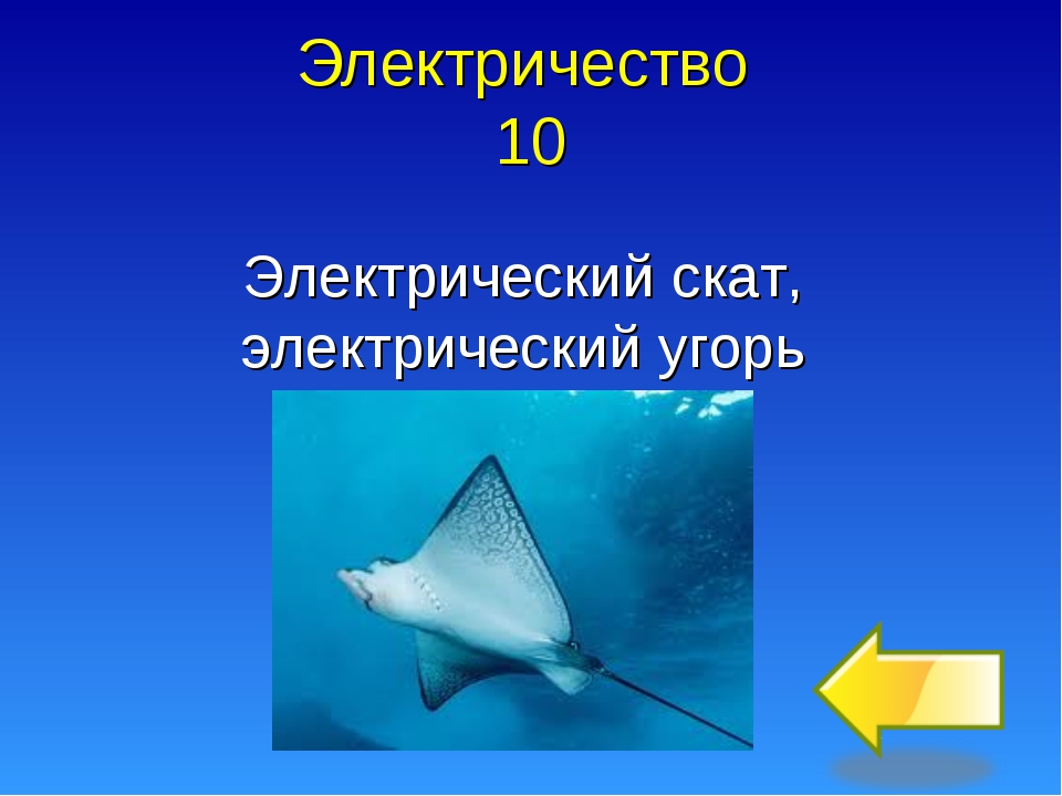 Где электрический. Электрический Скат электричество. Электрический Скат мощность. Откуда электричество у ската. Электрический Скат сколько вольт.