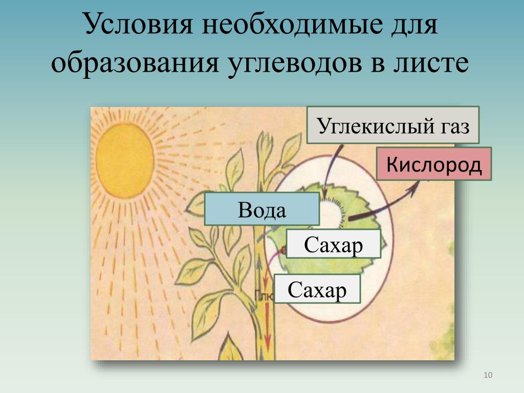 Обмен веществ растений урок. Схема питания растений. Образование сахара и крахмала в растениях. Образование веществ в листе. Схема фотосинтеза у растений.