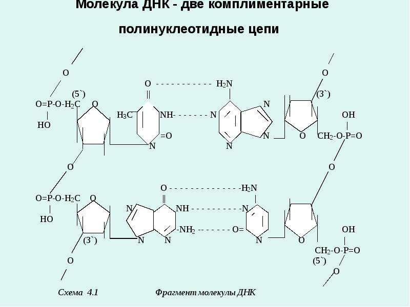 Комплементарные цепи нуклеиновых кислот. Синтез полинуклеотидной цепи. Комплиментарные цепи нуклеиновых кислот у. Биосинтез нуклеиновых кислот (ДНК). Комплиментарные белки ДНК.